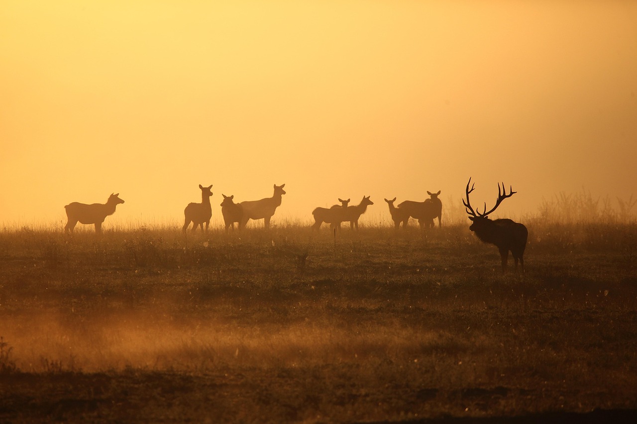Bull elk at first light